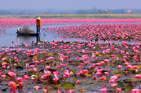 Red_Lotus_Lake